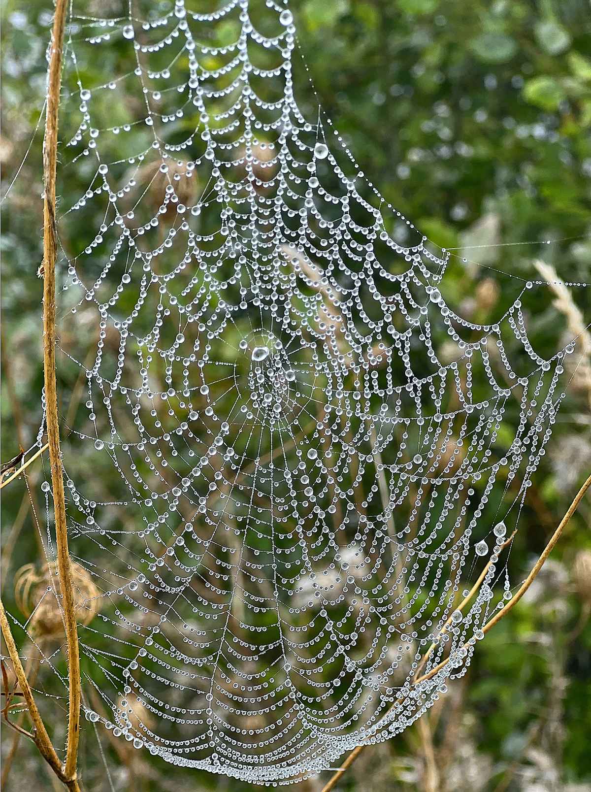 Tau-Spinnennetz