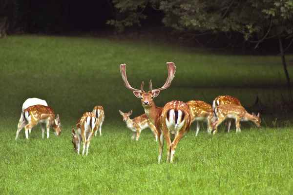 Artiodactyla