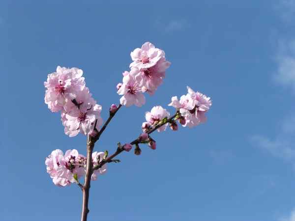  Mandelblüte in der Pfalz (2)