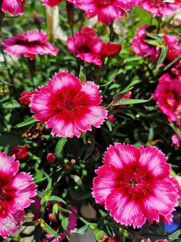 Blütenpracht in pink