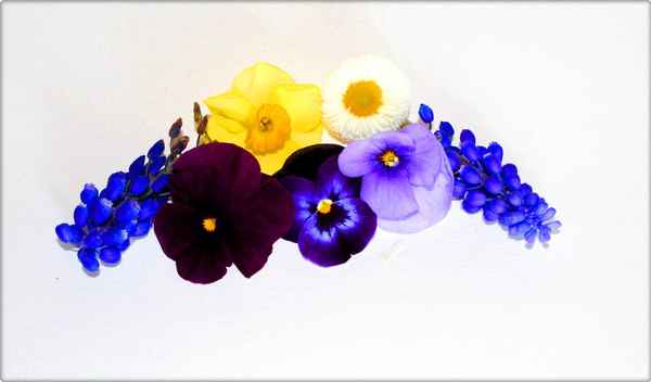 FRÜHLINGSBLÜTEN III