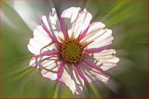 * ws *cosmea im spiel mit licht und schatten