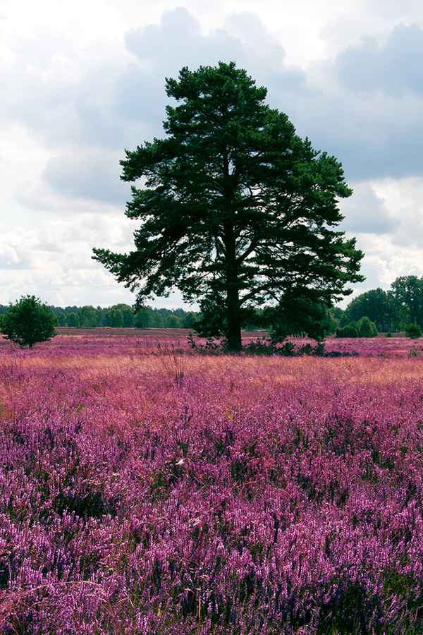 Baum in der Heideblüte