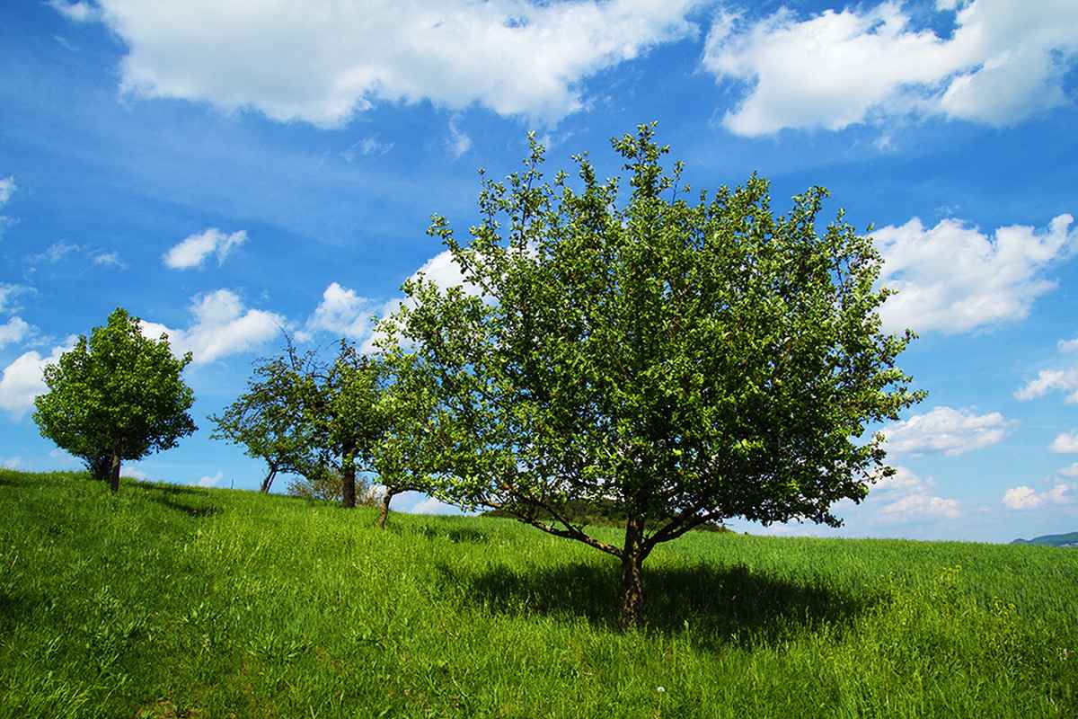 Obstbäume