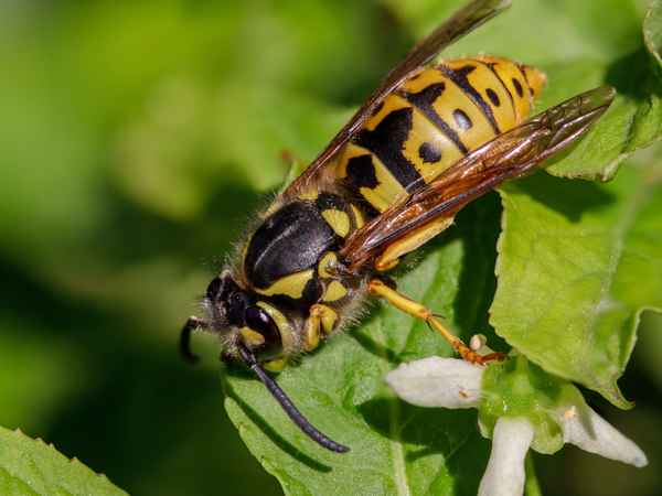 Vespula Germanica