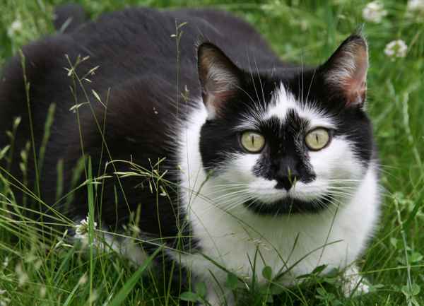 Katzenportrait I