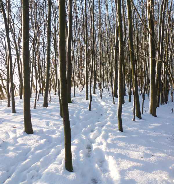 Winterwald
