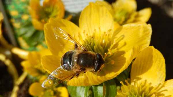 Frühlingsbienchen