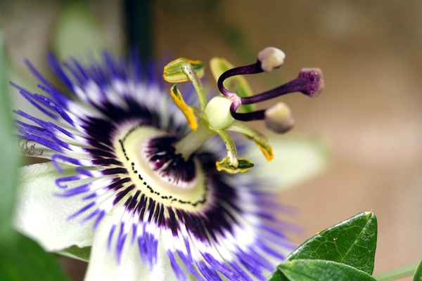 Passionsblume