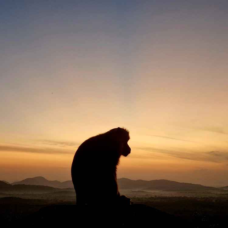 Sonnenaufgang auf dem Loewenfelsen