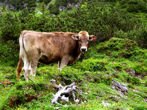 Allgäuer Jungvieh auf der Alm