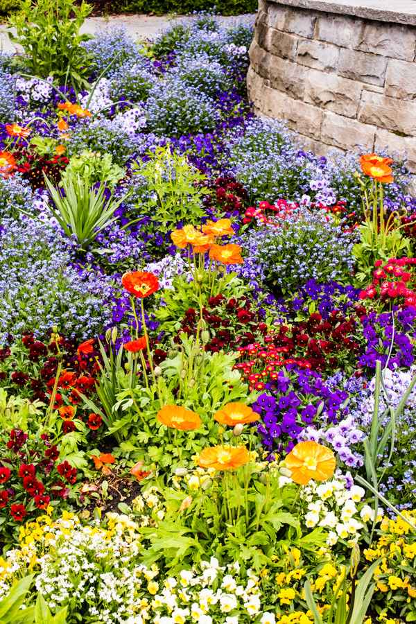 Mauerblümchen2