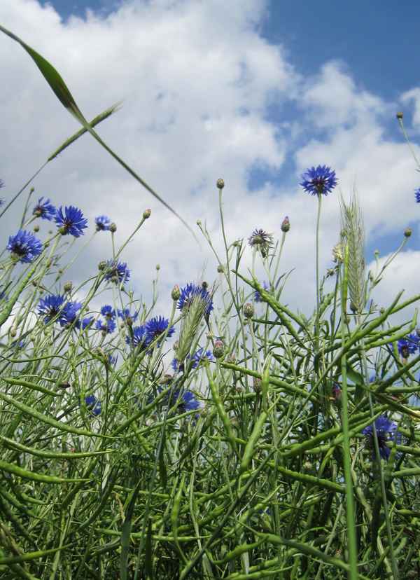 Kornblumen 2