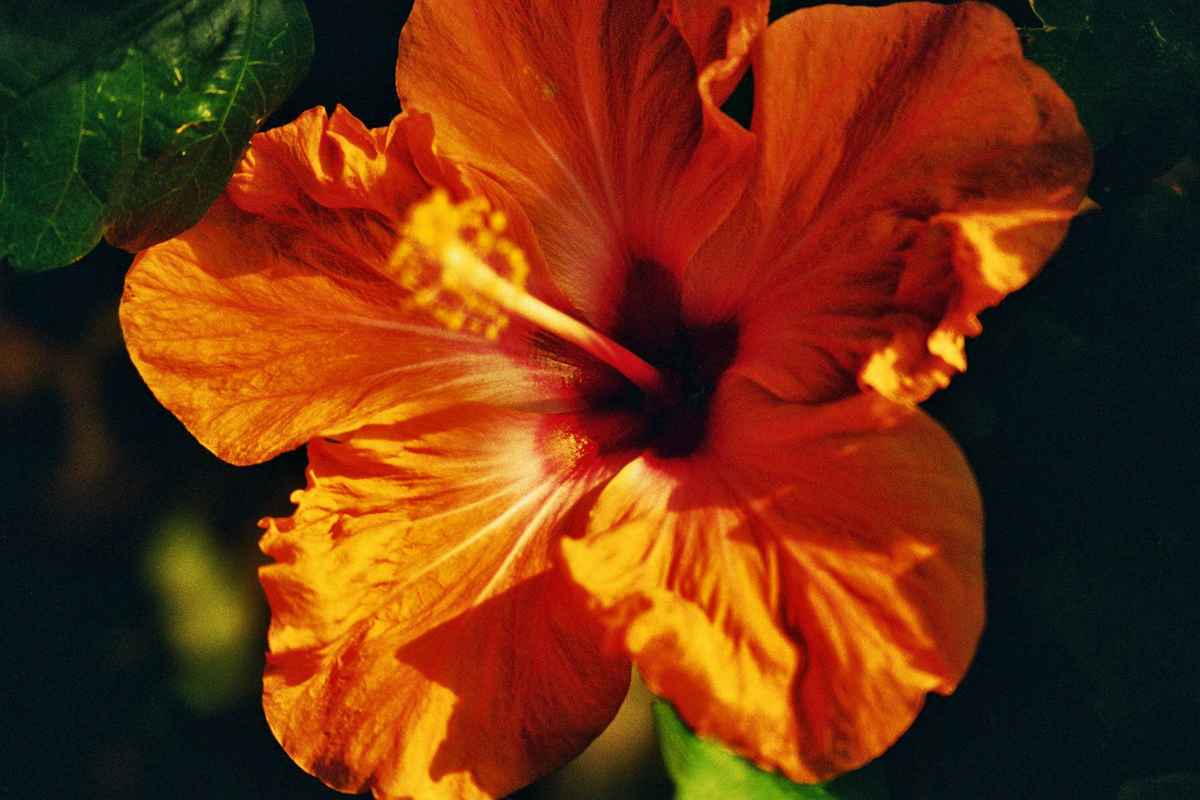 Hibiskus
