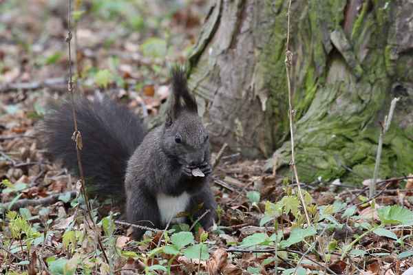 Eichh&ouml;rnchen