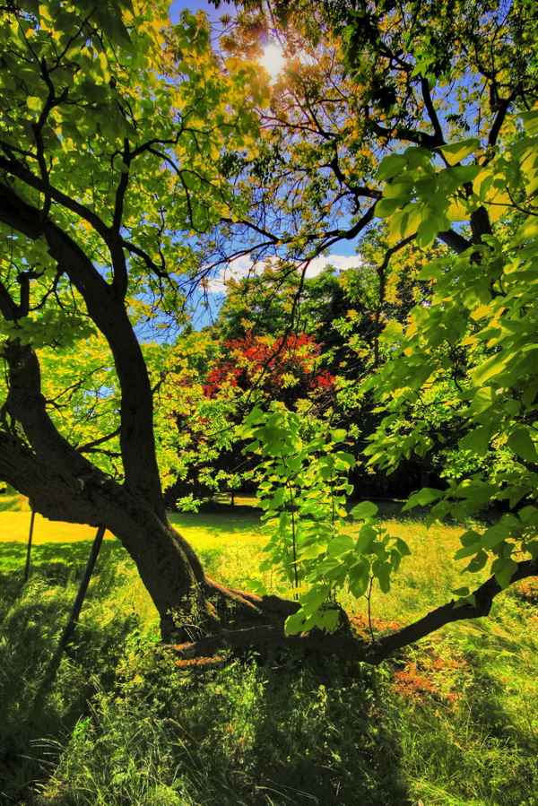 Bäume im Gegenlicht