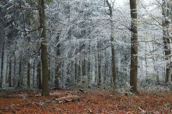 Winterzauber