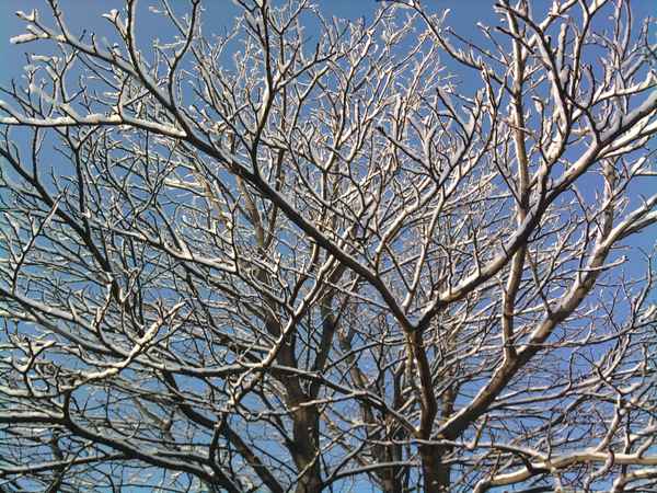 Schneebaum :-)