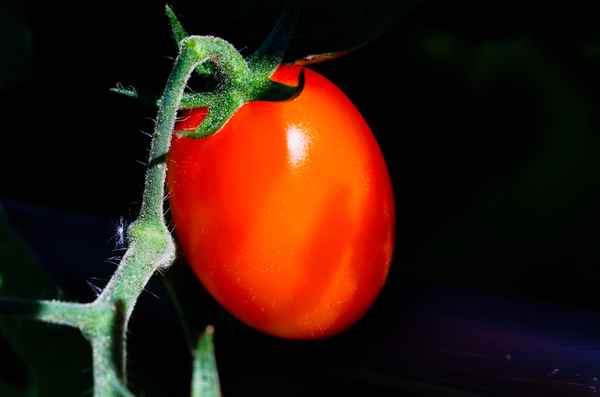 Einfach nur Tomate