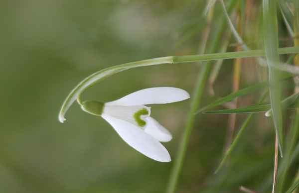 Schneeglöckchen