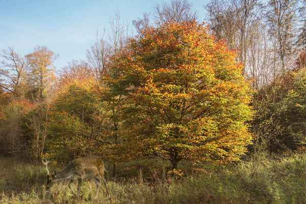 Idyllischer Herbst mit Hirsch
