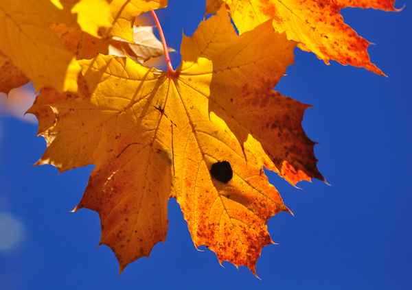 Goldene Blätter