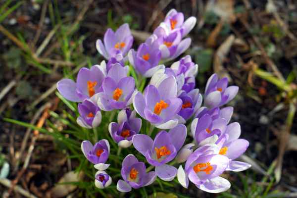 Frühlingsboten. Draufsicht