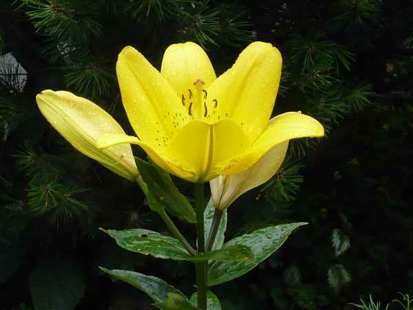 Schöne  Blume