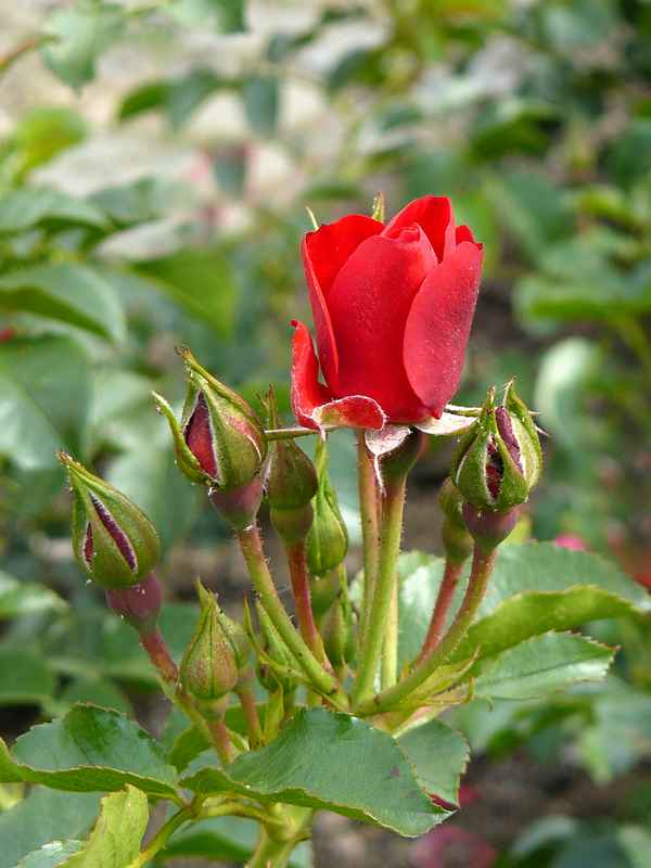 Rosen 3