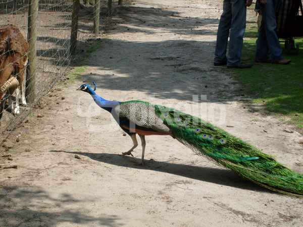 Pfau