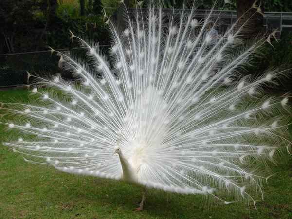 Blauer Pfau