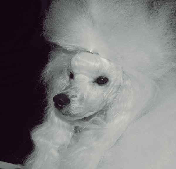 Lady