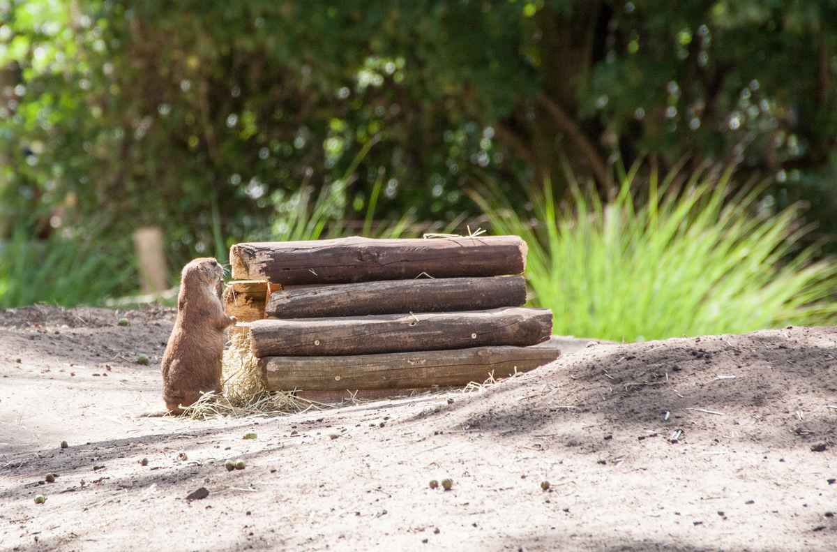 Holzstapelnder Präriehund