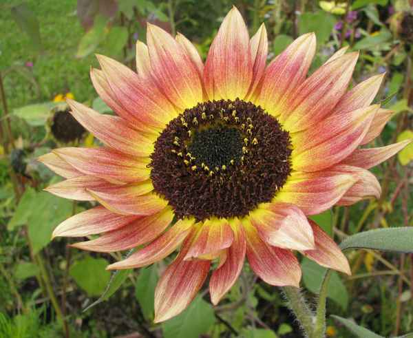 Sonnenblume
