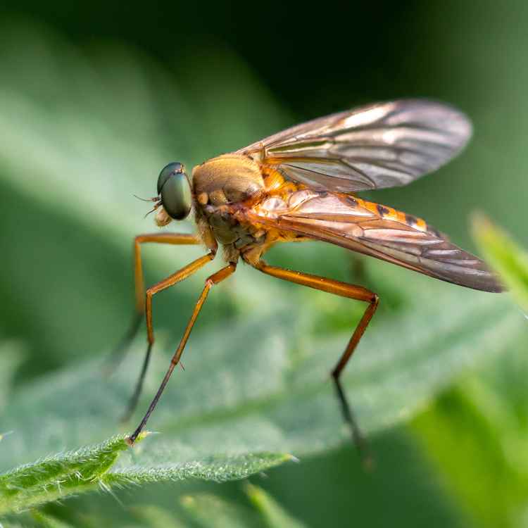 Goldgelbe Schnepfenfliege-2