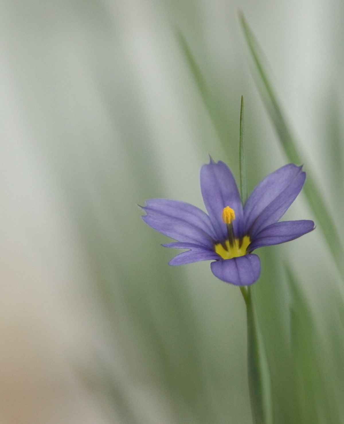 Blauaugengras