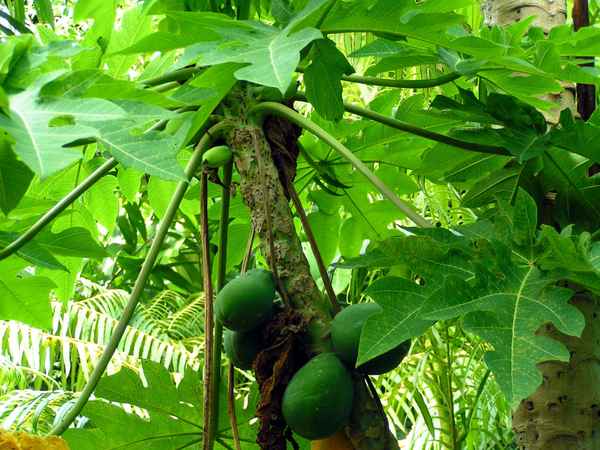 Papaya 2