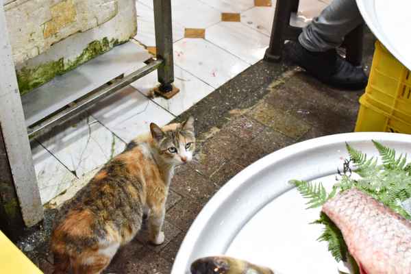 Cat in local market