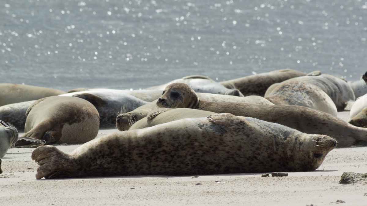 Norderney - Mittagspause