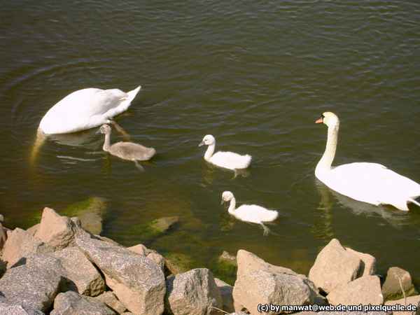 Family Schwan