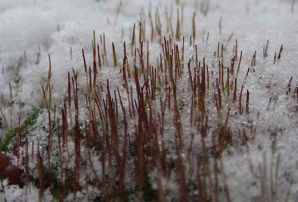 *WS*-Winter - Moos mit Eis