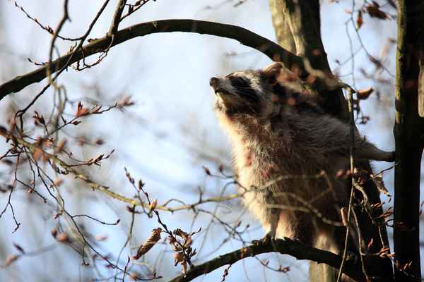 Ich rieche Frühling
