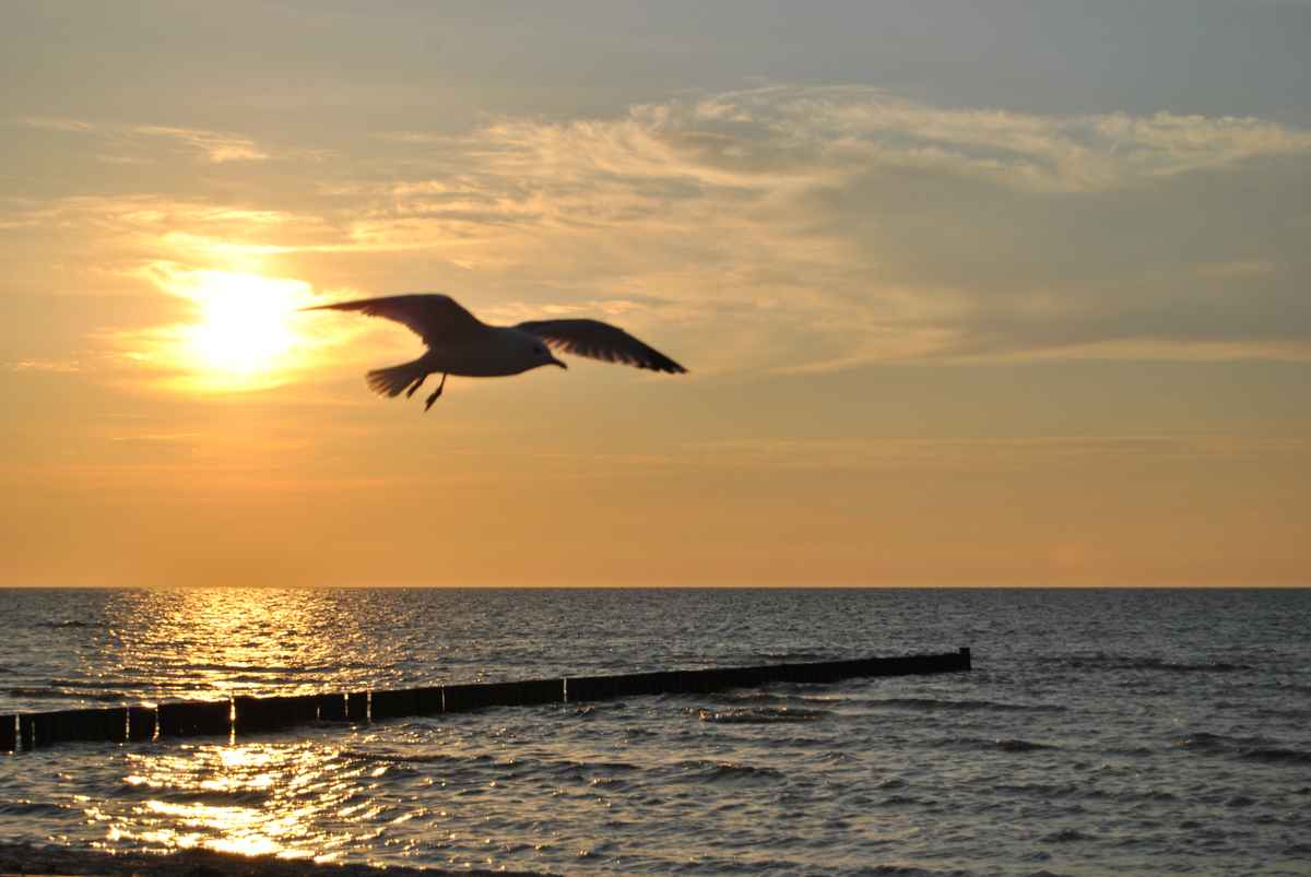 Möwe im Abendrot im Flug