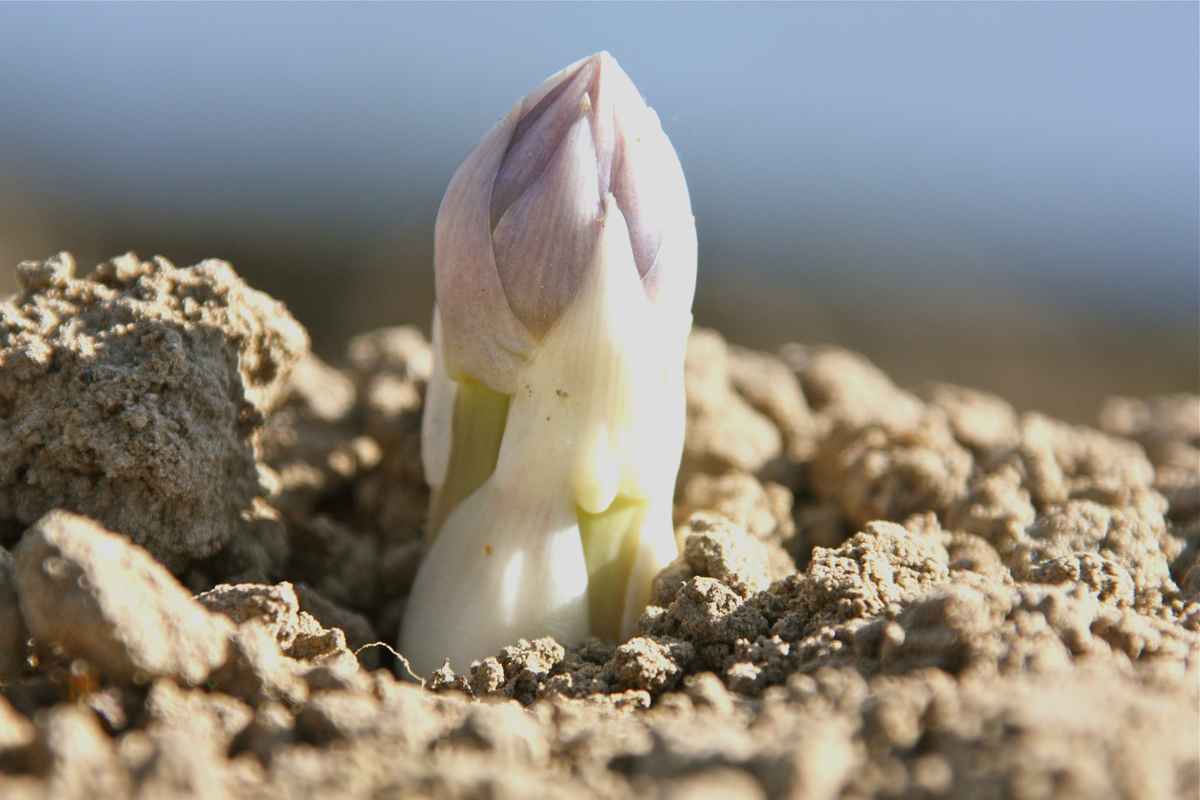 Der Spargel kommt