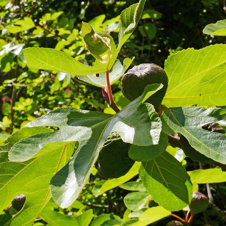 Feigenbaum mit Frucht