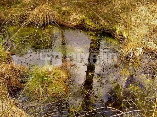 Moor