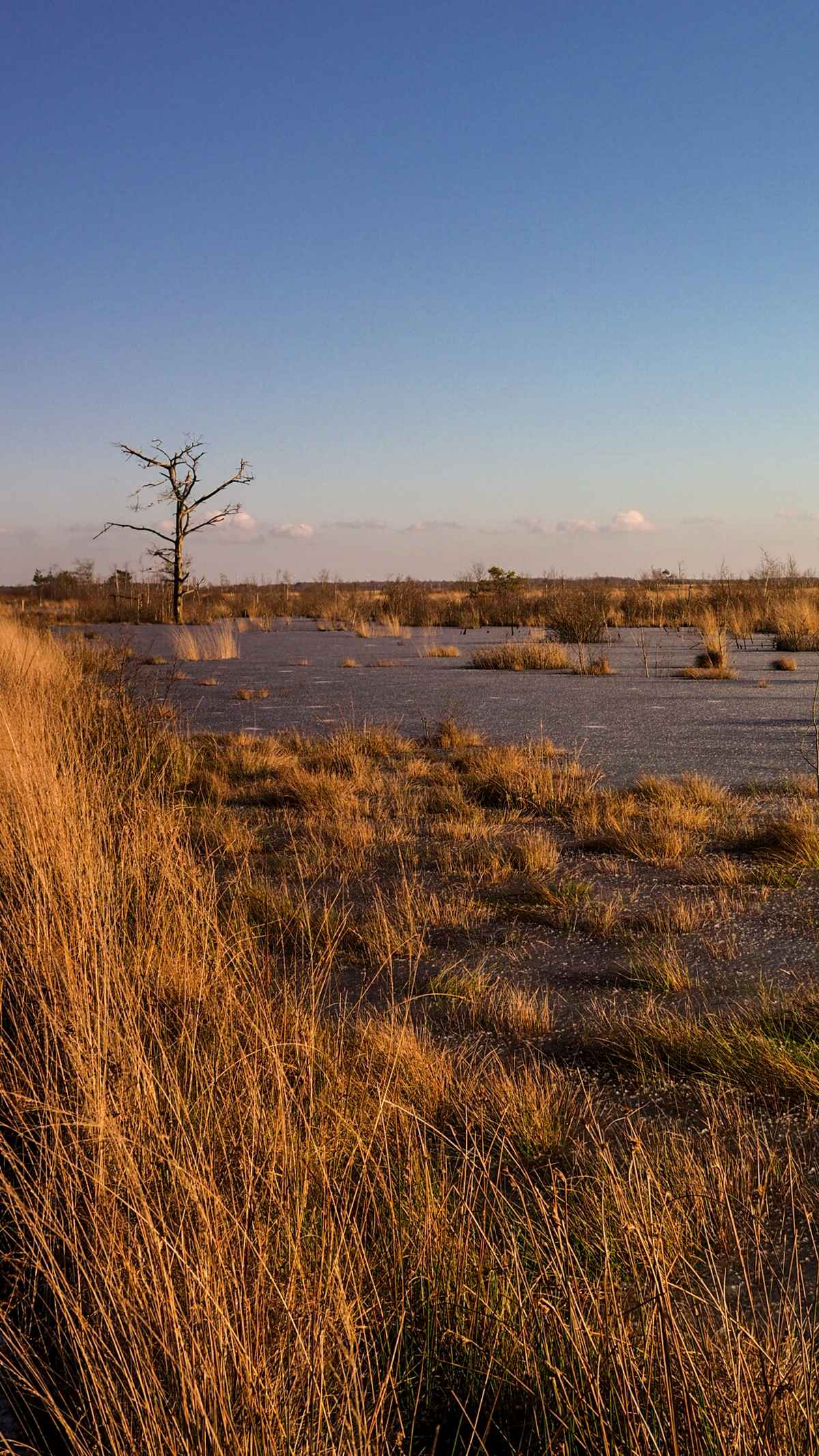 Das winterliche Moor