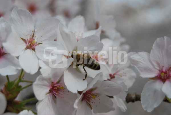 Biene im Kirschbaum