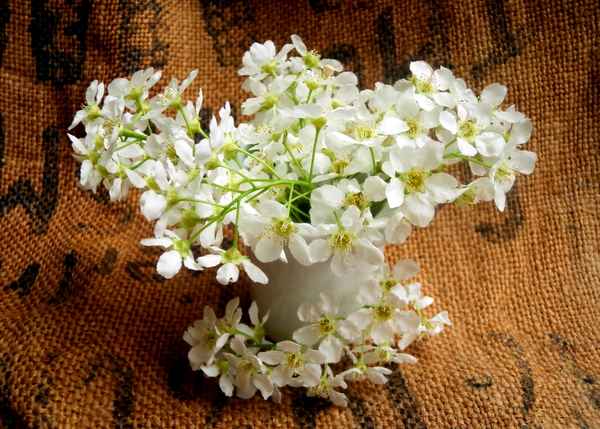 Wildkirschenblüten