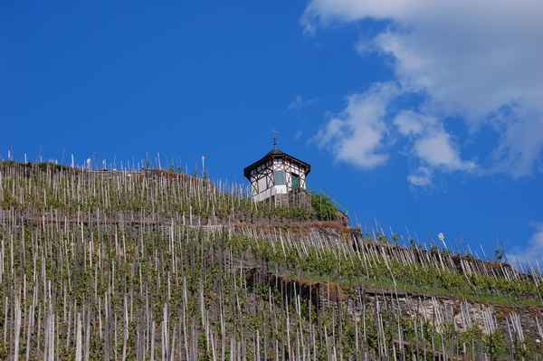 Auf dem Weinberg